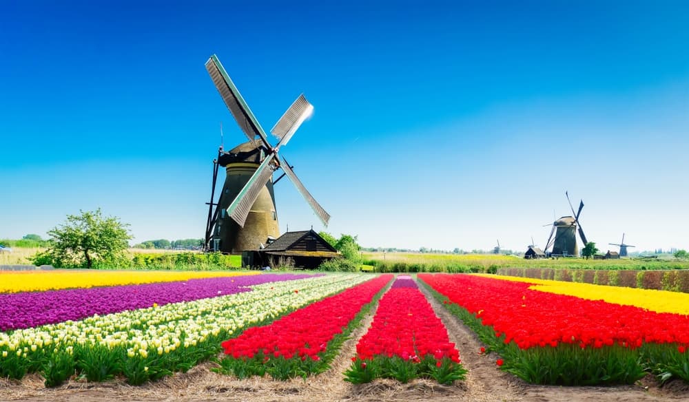 landscape with traditional Dutch windmill with traditional tulip filed, Netherlands, retro toned