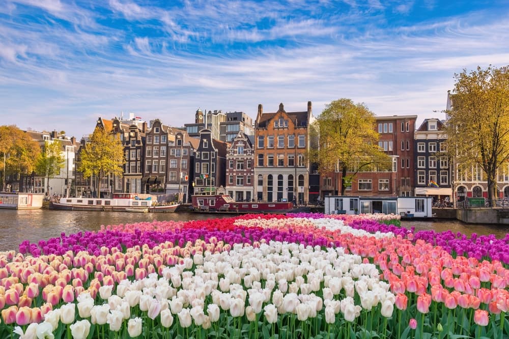 Amsterdam Netherlands, city skyline at canal waterfront with spring tulip flower
