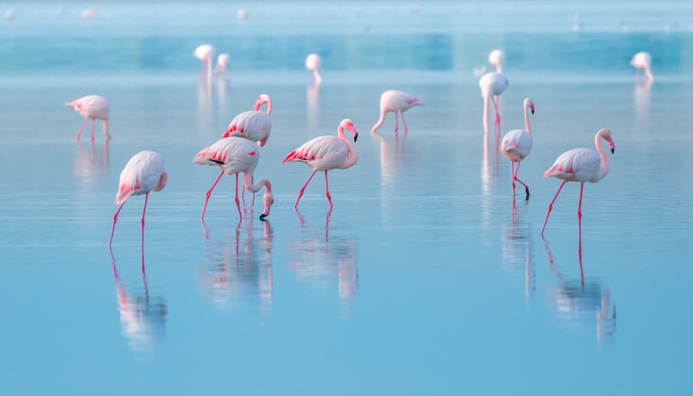flock of birds pink flamingo walking on the blue salt lake of Cyprus in the city of Larnaca, the concept of romance delicate background of love